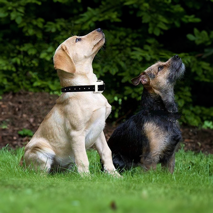 Wireless Dog Fence Collar System