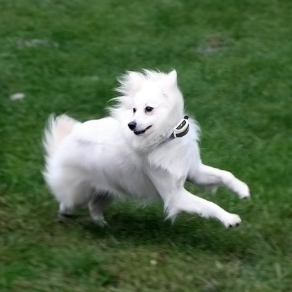 Wireless Dog Fence Collar System