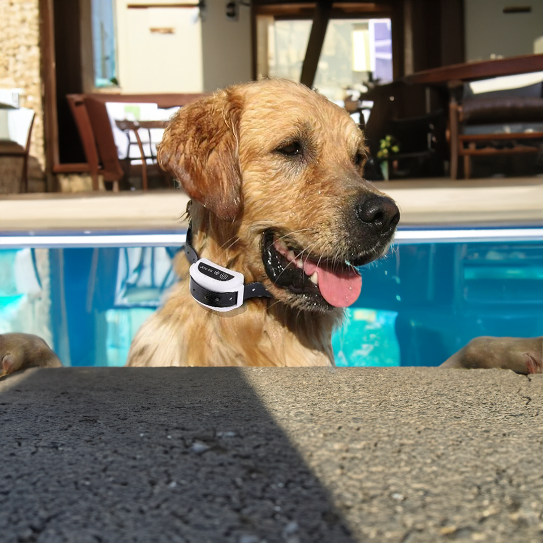 Wireless Dog Fence Collar System